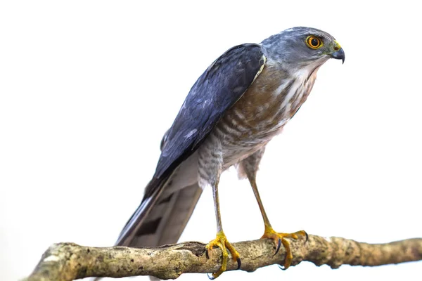 Besra of weinig Sparrow Hawks — Stockfoto