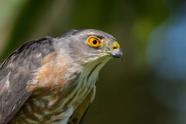 Besra veya küçük serçe Hawks — Stok fotoğraf