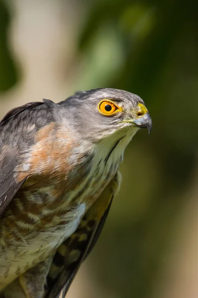 Besra oder kleine Sperber — Stockfoto