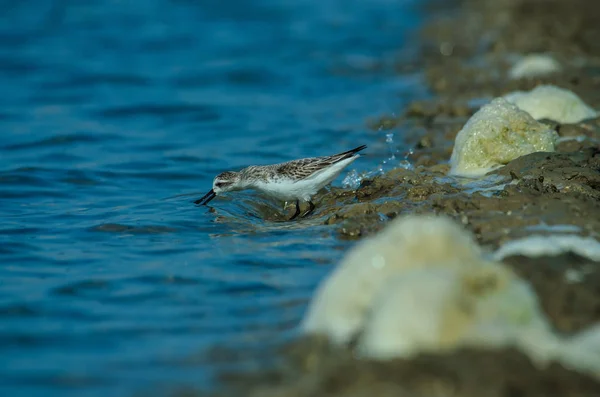 Spoon-billed sandpiper in nature Thailand — Stock Photo, Image