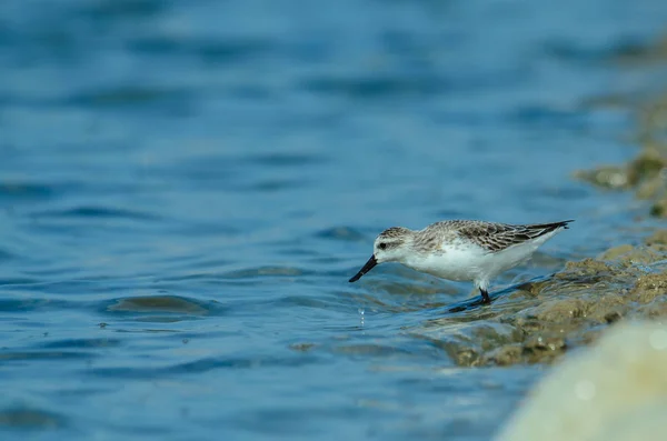 Löffelschnabelstrandläufer in Naturthailand — Stockfoto