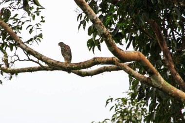 Doğada tepeli çakır kuşu
