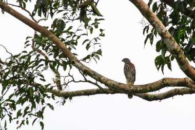 Doğada tepeli çakır kuşu
