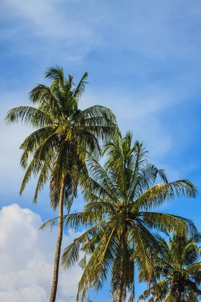 Noix de coco sur le palmier — Photo