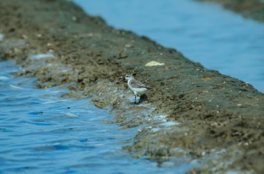 Kaşık gagalı sandpiper doğada Tayland
