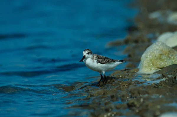 Spoon-billed sandpiper in nature Thailand — Stock Photo, Image