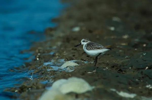 Löffelschnabelstrandläufer in Naturthailand — Stockfoto