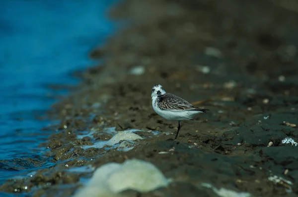 Löffelschnabelstrandläufer in Naturthailand — Stockfoto