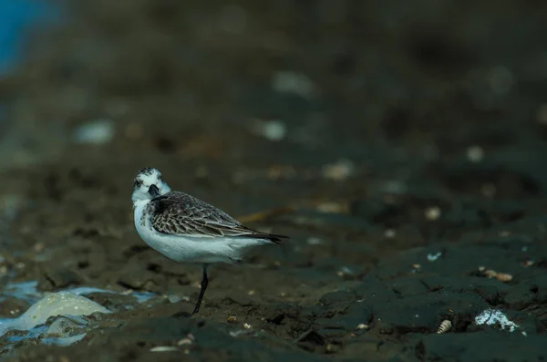 Kaşık gagalı sandpiper doğada Tayland — Stok fotoğraf