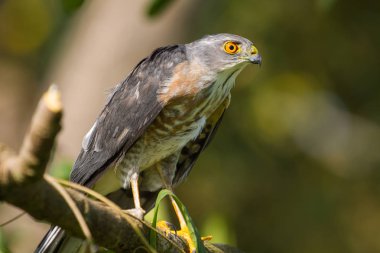 Besra veya küçük serçe Hawks 