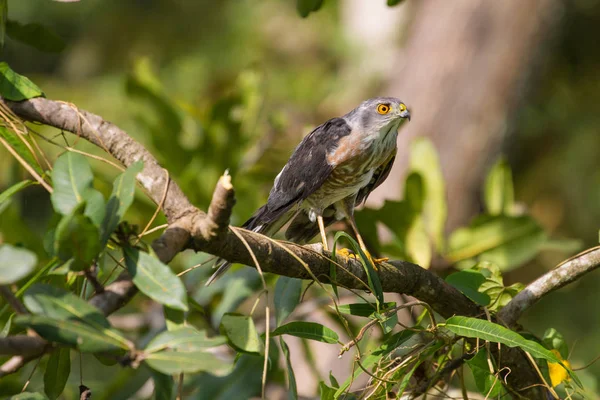 Besra ou Petits Faucons Moineaux — Photo