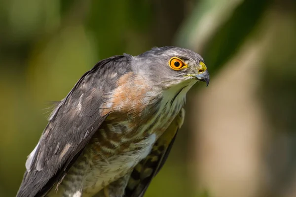 Besra of weinig Sparrow Hawks — Stockfoto