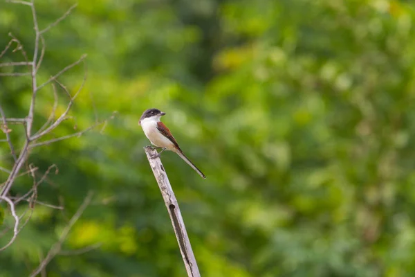 Würger (lanius collurioides)) — Stockfoto