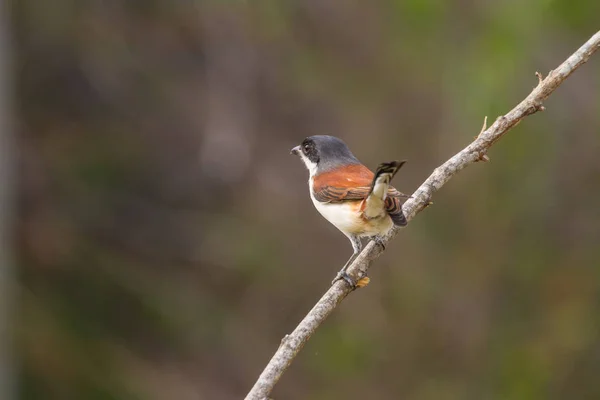 Birmy Shrike (Lanius collurioides) — Zdjęcie stockowe