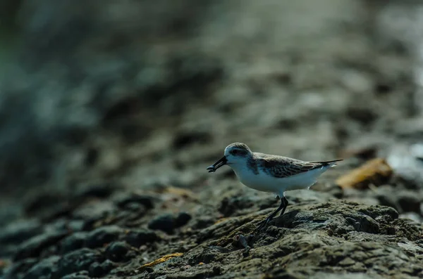 Flautista de arena con cuchara en la naturaleza Tailandia — Foto de Stock