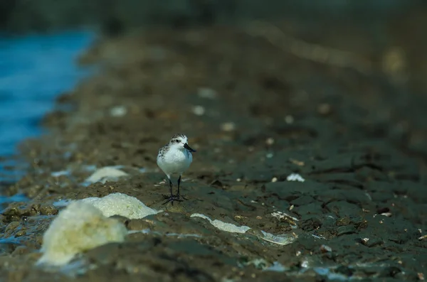 Löffelschnabelstrandläufer in Naturthailand — Stockfoto