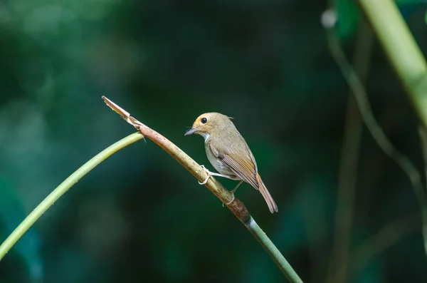 Flycatcher con cejas rufas percha en la rama —  Fotos de Stock
