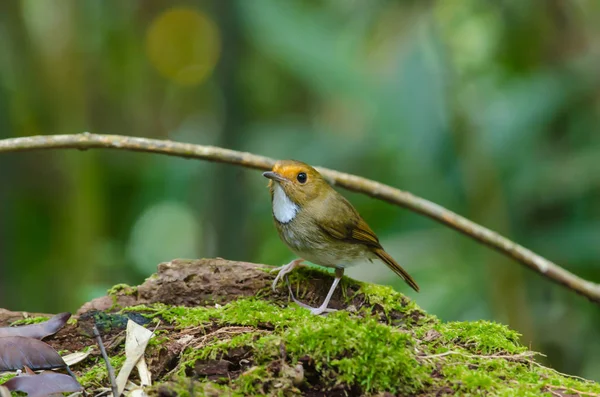 Rotbrauen-Fliegenschnäpper-Barsch auf Ast — Stockfoto