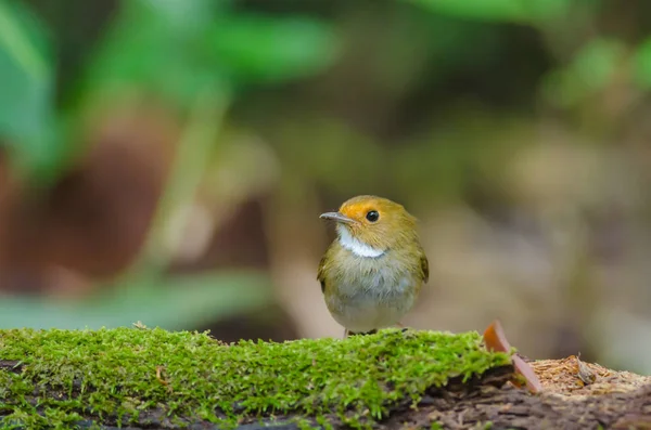 Rostbrynad flugsnappare abborre på gren — Stockfoto