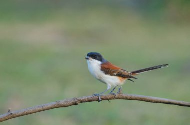 Bir dalda tıraşlama Birmanya örümcek kuşu