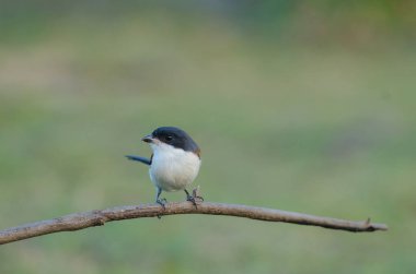 Bir dalda tıraşlama Birmanya örümcek kuşu