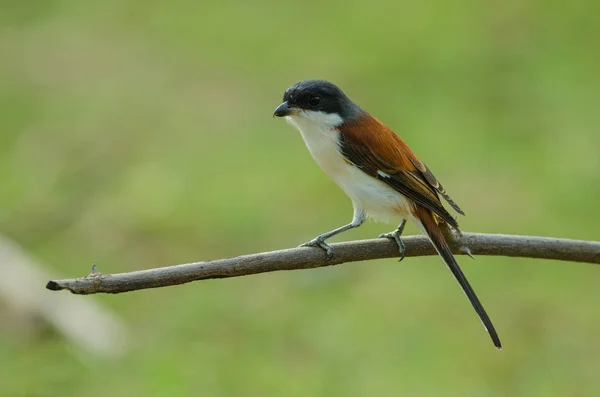 Pie-grièche birmane perchée sur une branche — Photo