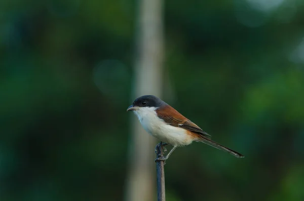 Pie-grièche birmane perchée sur une branche — Photo