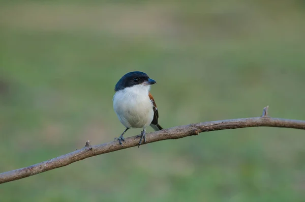 Pie-grièche birmane perchée sur une branche — Photo