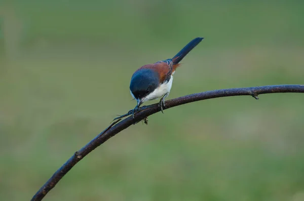 Shrike birmano posado en una rama — Foto de Stock