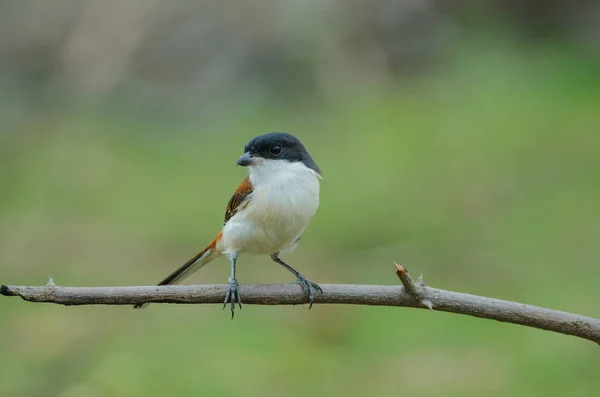 Shrike birmano posado en una rama —  Fotos de Stock