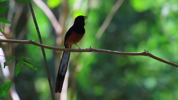 Shama grondé blanc debout sur une branche — Video