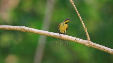 Zeytin destekli sunbird, Sarı karınlı sunbird
