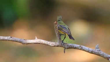 Zeytin destekli sunbird, Sarı karınlı sunbird