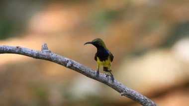 Zeytin destekli sunbird, Sarı karınlı sunbird