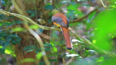 Bir dalda tıraşlama portakal göğüslü Trogon