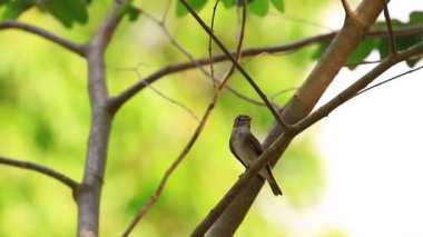 güzel Asya kahverengi sinekkapan ayakta şube