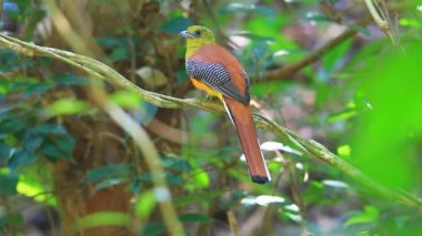 Bir dalda tıraşlama portakal göğüslü Trogon