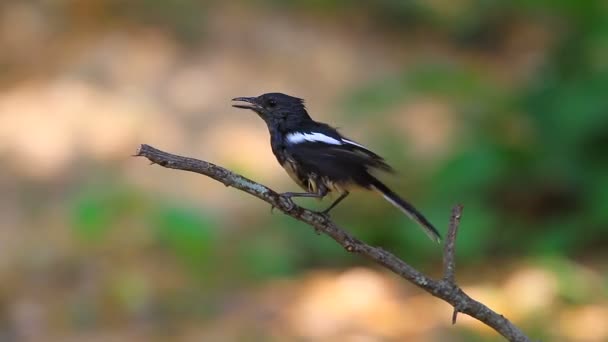Oryantal magpie robin kuş — Stok video