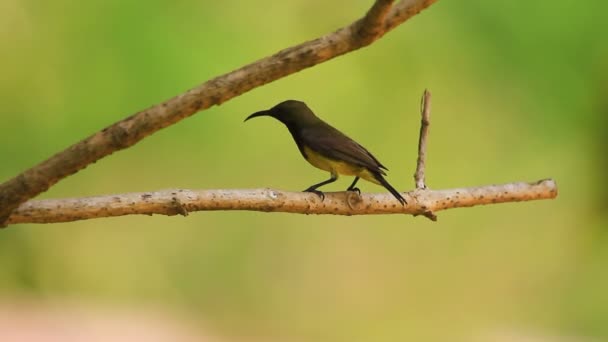 올리브 지원 썬 버드, sunbird Yellow-bellied — 비디오