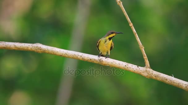 Aves de sol con espalda de olivo, Aves de sol de vientre amarillo — Vídeo de stock