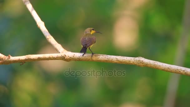올리브 지원 썬 버드, sunbird Yellow-bellied — 비디오