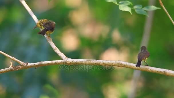 Olive-backed sunbird, Amarelo-bellied sunbird — Vídeo de Stock