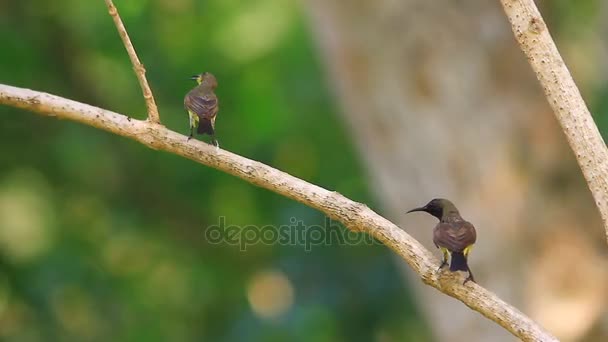 Sunbird ελιάς που υποστηρίζεται, Yellow-bellied sunbird — Αρχείο Βίντεο