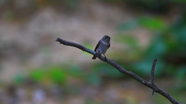 Krásná Asijská hnědé flycatcher stojící na větvi — Stock video