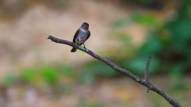 Beatiful asiático marrom flycatcher de pé no ramo — Vídeo de Stock