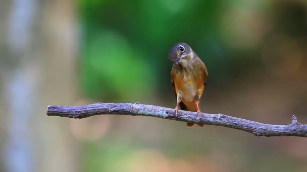 Vacker asiatisk brun flugsnappare stående på gren — Stockvideo