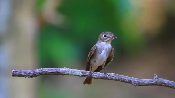 Beatiful asian brown flycatcher standing on branch — Stock Video