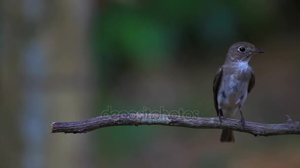 Krásná Asijská hnědé flycatcher stojící na větvi — Stock video