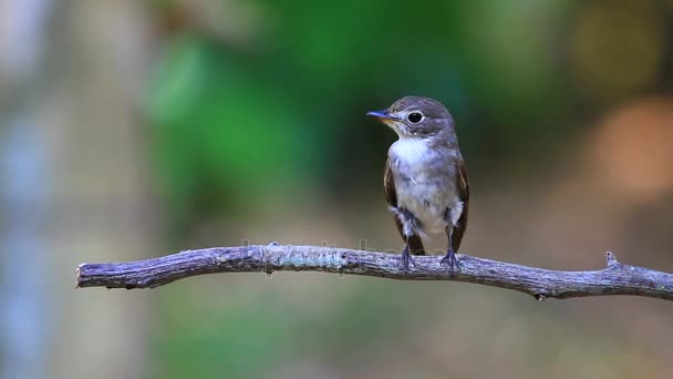 Beatiful asiático marrón flycatcher de pie en rama — Vídeo de stock