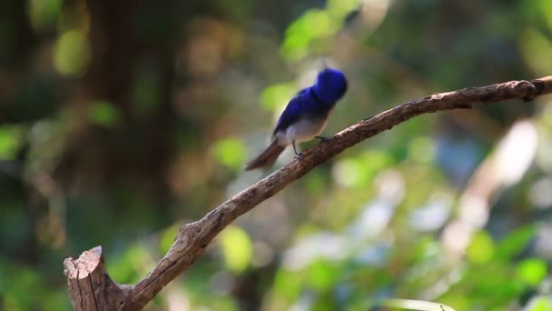 Zwart-naped Monarch in de natuur — Stockvideo